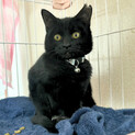 人も猫も犬も大好き！黒猫のくろまめちゃん