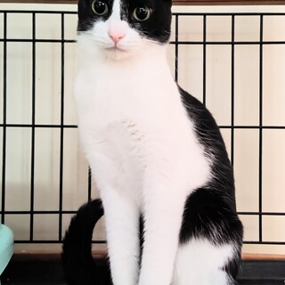 黒白はちわれピンクのお鼻　マコちゃん！