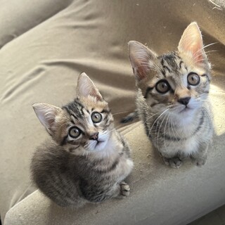 お目目まん丸の可愛いきょうだいです