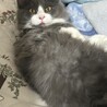 わんにや