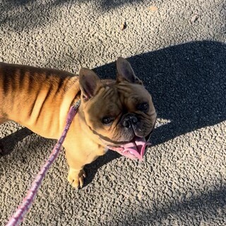 フレンチブルドッグ男の子