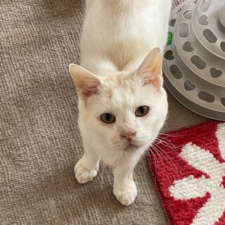 「残されたシニア猫」のお家を探しています！