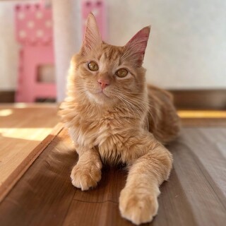 レオくん♂@約5ヶ月