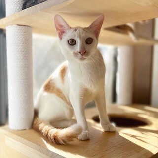 マロンちゃん♀@約5ヶ月