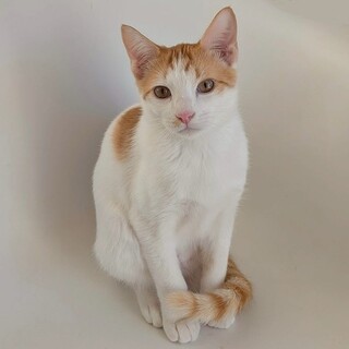 トランくん♂@約4ヶ月