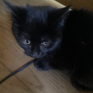 黒ちゃんメス3ヶ月　各種検査、ワクチン済　　