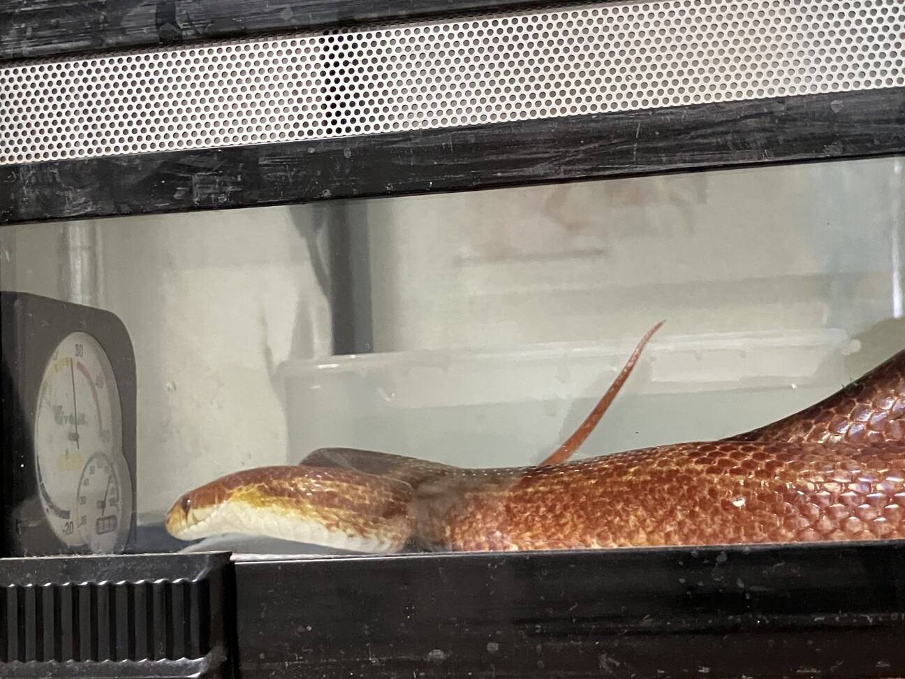 コーンスネーク（ラベンダー×ブラッドレッド） サムネイル1