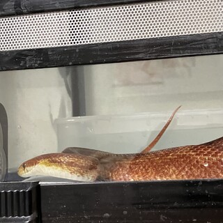 コーンスネーク（ラベンダー×ブラッドレッド）