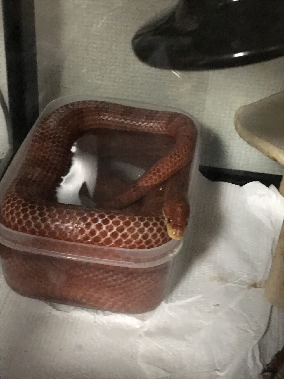 コーンスネーク（ラベンダー×ブラッドレッド） サムネイル2