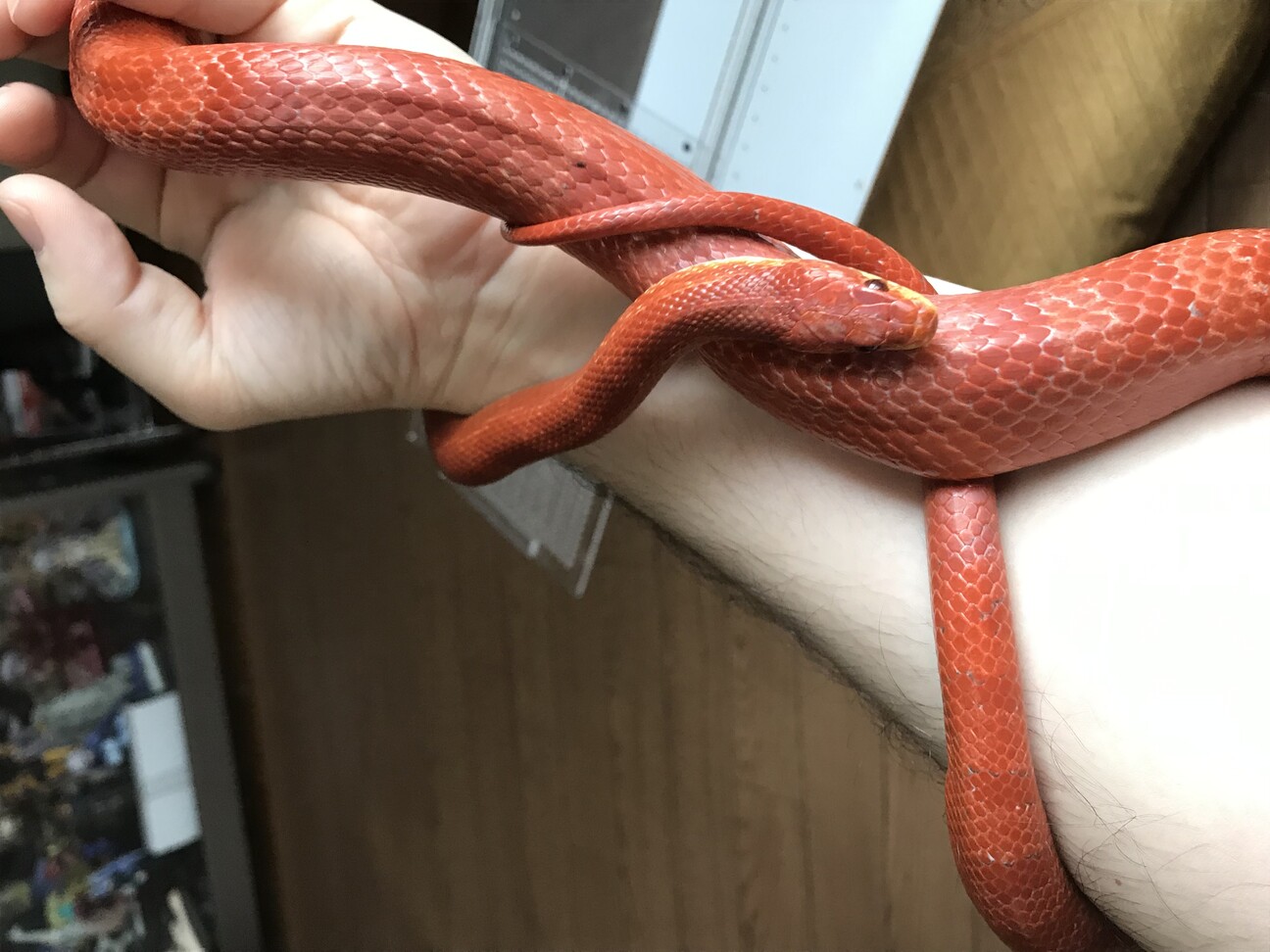 コーンスネーク（ラベンダー×ブラッドレッド） サムネイル3