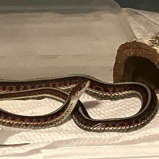 カリフォルニアレッドサイドガータースネーク