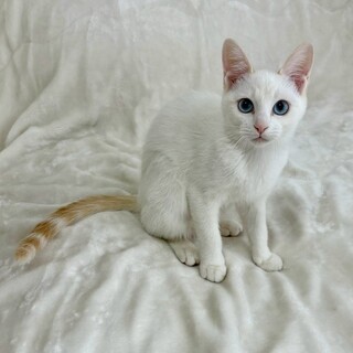 ラテくん♂@約4ヶ月未満