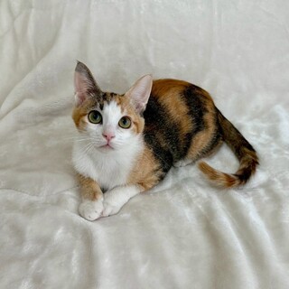 チーちゃん♀@約4ヶ月未満