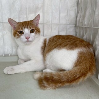 キルトくん♂@約7ヶ月