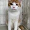 キルトくん♂@約7ヶ月 サムネイル2