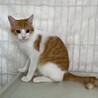 キルトくん♂@約7ヶ月 サムネイル3