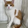 キルトくん♂@約7ヶ月 サムネイル4