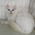 シルクちゃん♀@約4ヶ月