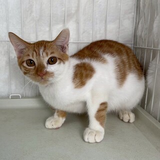 ネルくん♂@約5ヶ月