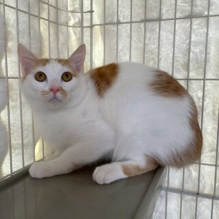 チェコくん♂@約5ヶ月