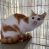 チェコくん♂@約5ヶ月 サムネイル3