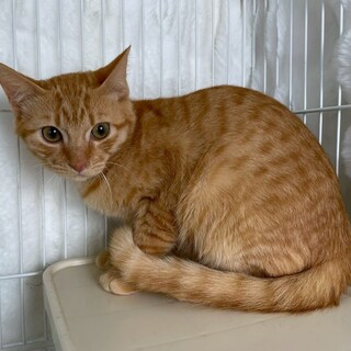 ミントくん♂@約6ヶ月未満