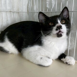 オレオくん♂@約5ヶ月未満