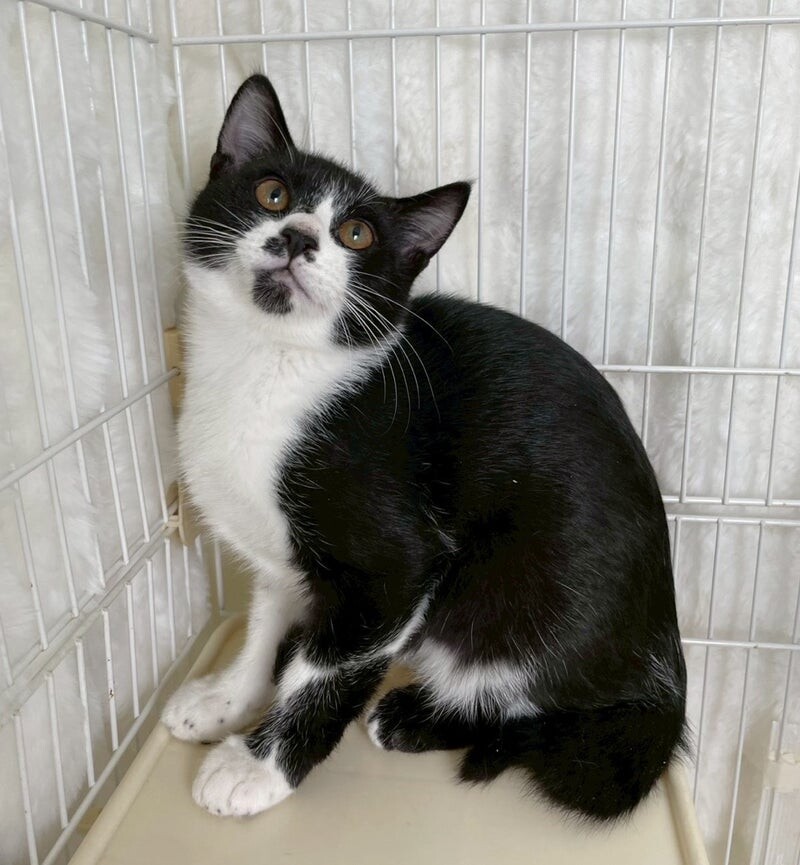 オレオくん♂@約5ヶ月未満」東京都 - 猫の里親募集(531104) 3枚目の