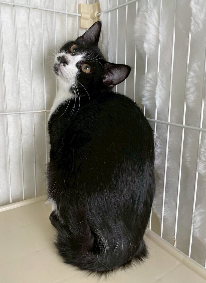 Rudorufu　ヴァイオレット猫屋М10月末 オレオくん♂@約5ヶ月未満」東京都 - 猫の里親募集(531104) 4枚目の