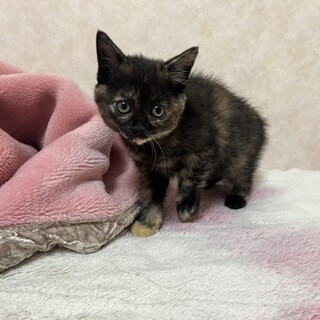 外猫が三匹子猫を　産んでいたので保護しました