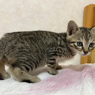 外猫が三匹子猫を2025\10月初旬頃に出産、保護