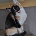 お顔立ちの綺麗な三毛ちゃん