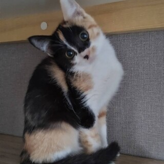 お顔立ちの綺麗な三毛ちゃん