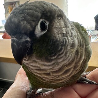 ウロコインコの飼い主さん募集