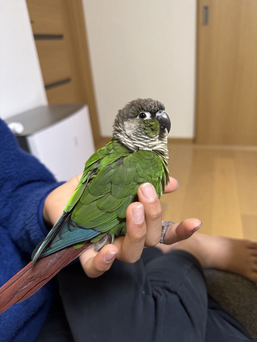 【真緒ページ】 「インコ☆オールスターズ」「ウロコさん」 真緒ページ】 「インコ☆オールスターズ」「ウロコインコさん」 最新