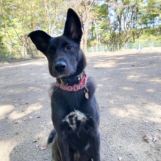 少し慎重派だけど優しくて賢い女の子！生後8ヶ月