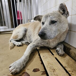 殺処分対象❗️収容期限11/27迄❗️延長なし