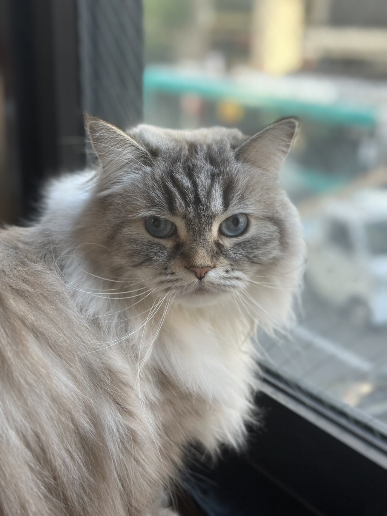 里親様決定しました！【ラスク】」東京都 - 猫の里親募集(531115