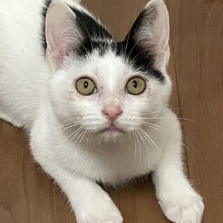 甘ったれ☆ちよちゃん