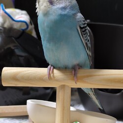 セキセイ インコのぴぃちゃん