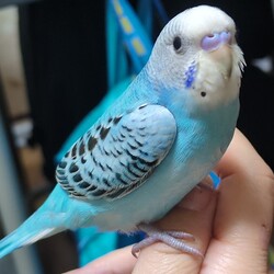 「セキセイ インコのぴぃちゃん」サムネイル2