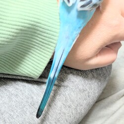 「セキセイ インコのぴぃちゃん」サムネイル3