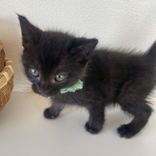 食いしんぼうの元気な黒猫くん」徳島県 - 猫の里親募集(531120