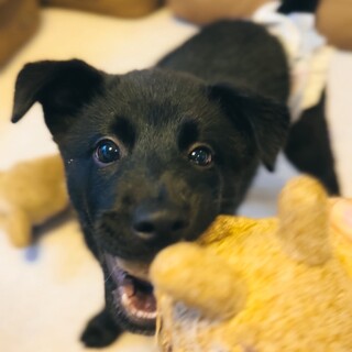 天真爛漫！2025年3月頃生まれのタンゴ君