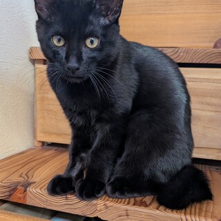 遊びも甘えも全力の鍵しっぽの黒猫4ヶ月