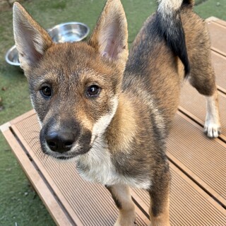 四国犬もうすぐ4ヶ月