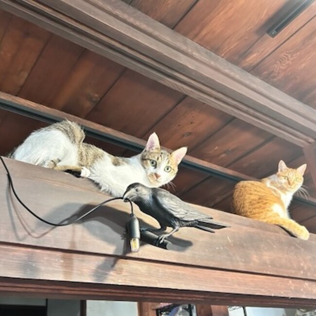 Cattopiaのカバー写真