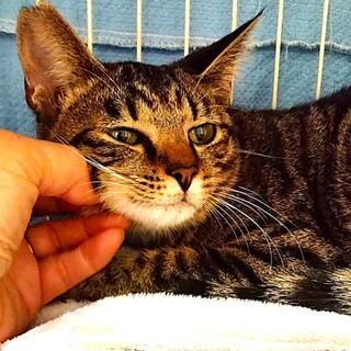 可愛いレモンちゃん！