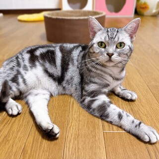 甘えたい時は全力で！気品あるツンデレ姫♡