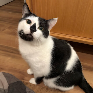 【4/19譲渡会】奄美からきた✨愛嬌たっぷりBOY